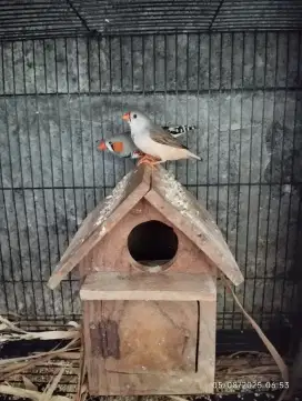 Zebra finch emje dewasa induk,