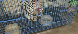 Jual Sugar Glider Betina Jinak Plus Kandang dan Aksesoris Semarang