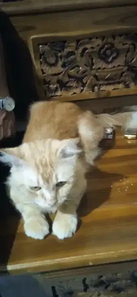 Pejantan Kucing Persia Medium