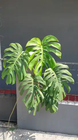 Monstera Tanaman Hias