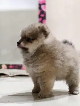 JUAL POM ISTIMEWA