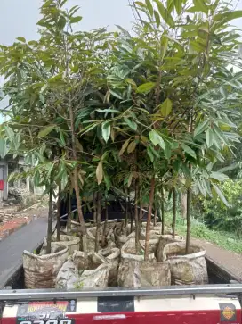Bibit durian jumbo siap tanam