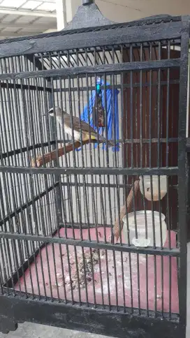 Burung trucukan fullset