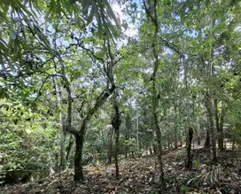 Dijual tanah kebun di kelilingi saluran air