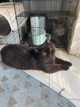 Kucing BSH Jantan