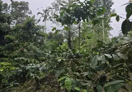 Kebun kopi los sungai dan view sawah terasering dengan suasana sejuk