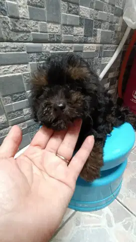 Toy Poodle Premium