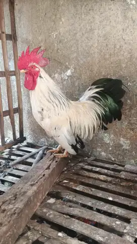 Ayam kate spasang
