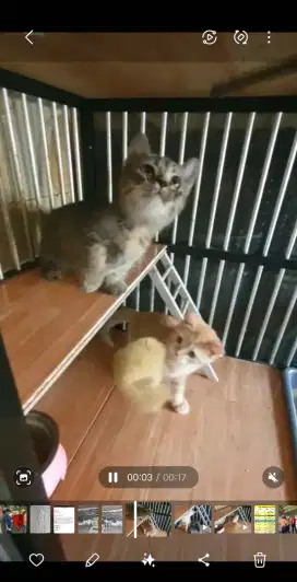 Kitten 3 bulan sudah mandiri