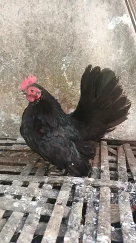 Ayam kate betina