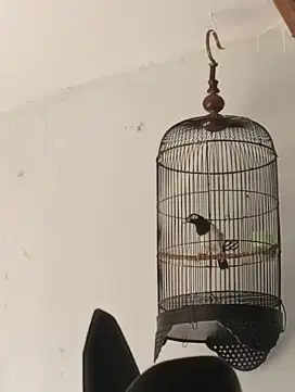 Jalak suren gacor