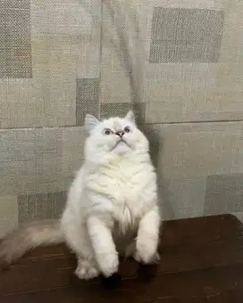 kucing persia betina ras cantik kitten