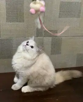 kucing betina persia ras cantik