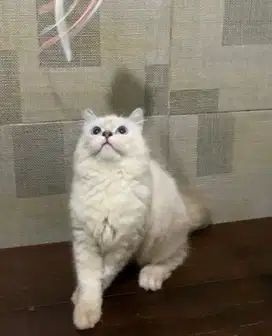 kucing persia super cantik betina