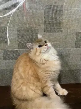 kucing persia oyen tampan
