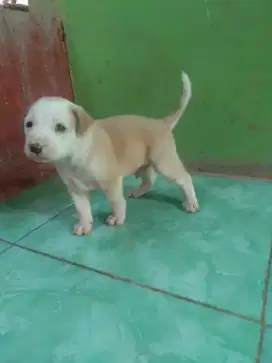 Pibtul jantan puppies