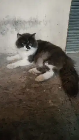 Kucing Persia Putih Abu Jantan Bigbon