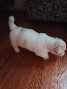 PUPPY ANAK ANJING POM MIX SHITZU
