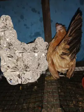 Indukan kate betina