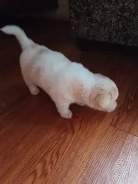 POM MIX SHITZU PUPPY ANAK ANJING