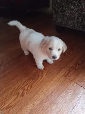 ANAK ANJING PUPPY POM MIX SHITZU