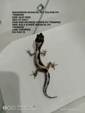 Baby leopard gecko macksnow premium quality