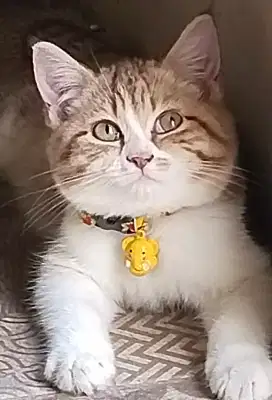Kitten umur 3 bln cewek