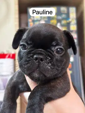 Puppy Frenchie betina