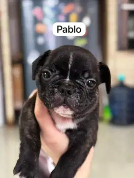 Puppy Frenchie jantan
