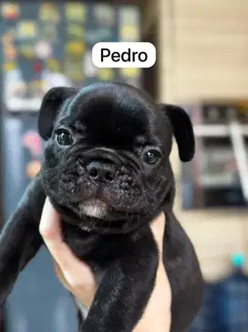 Puppy frenchie jantan