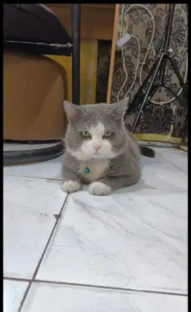 British shorthair jantan