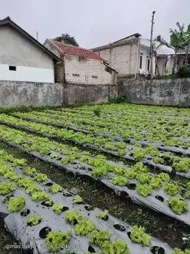 TANAH SIAP HUNI  PAROMPONG LEMBANG