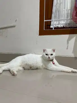 Kucing Scotish Fold Hamil BSH Blue