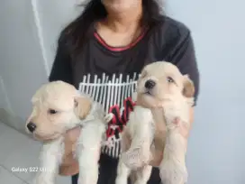 Puppy maltipo umur 2 bulan