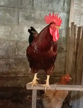 Ayam Jantan / Pacek Untuk Membuat Anak Ayam Ras Petelur Secara Mandiri