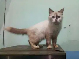 Kucing Persia 5 Bulan Betina
