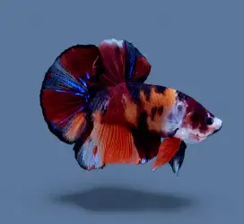ikan cupang giant nemo
