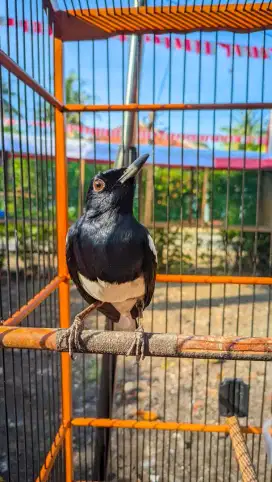 Kacer ex lapangan