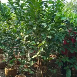 Jual Pohon Jambu Cristal/Thailand No Biji import MinPmblian 1Phn