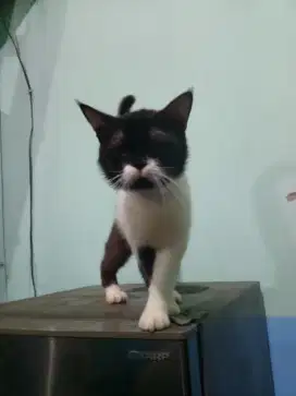 Kucing british campuran jantan