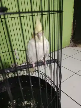 Lutino langka mata merah
