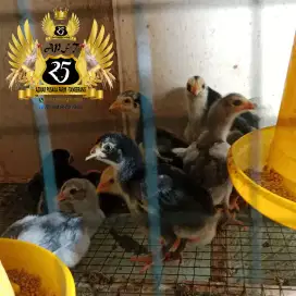 Anakan ayam bangkok f1 klasik x birkok, koyngon, bk f1