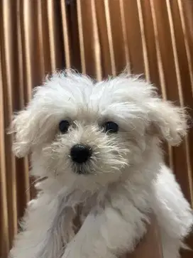 ANAK ANJING MALTESE