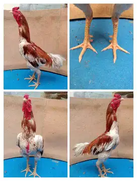 Ayam Bangkok ukuran 4,5-5 nulang