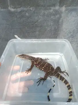 Reptile ber kaki 4