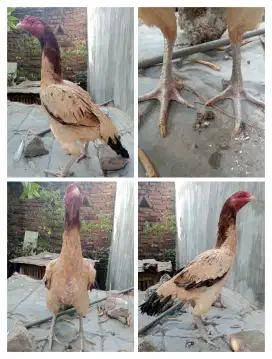 Ayam betina Bangkok body besar
