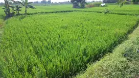 Dijual tanah sawah 1 rante harga 35 jt nego butuh cepat surat SK Camat
