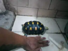 Kura kura red foot