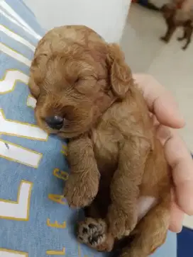 Anjing poodle mini and toy