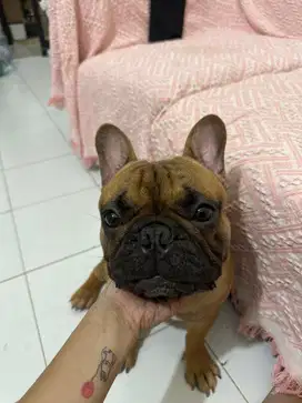 French bulldog jantan
